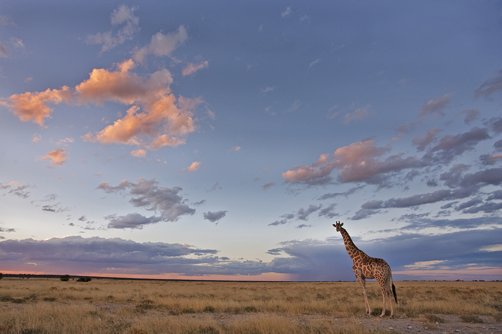 Photo Tip of the Week: Wildlife Secrets (Part Two)